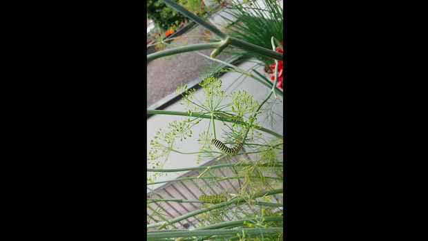 raupe zvisle